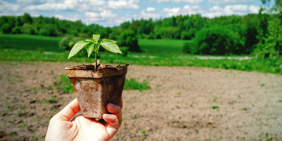 Cultiver Piments Pour Débutants: Endurcissez Plantules