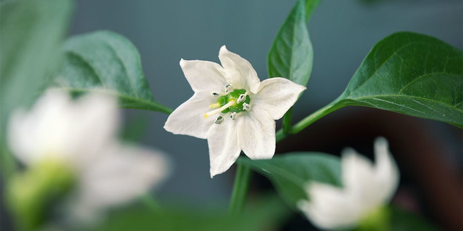 Cultiver Piments Pour Débutants: Pincez Fleurs Prématurées