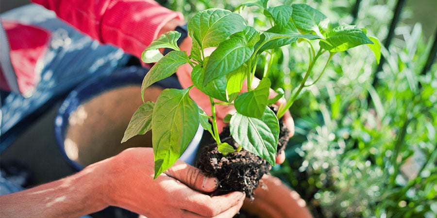 Cultiver Piments Pour Débutants: Transplantez Plantules Et Arrosez