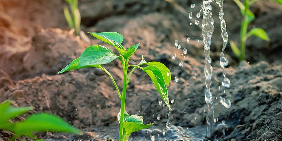 Cultiver Piments Pour Débutants: Ajoutez Nutriments Durant Floraison