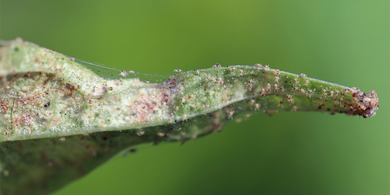 Probl&egrave;mes fr&eacute;quents quand on cultive des piments en ext&eacute;rieur