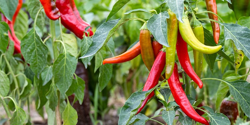 Faites pousser vos propres piments : derniers conseils pour r&eacute;ussir