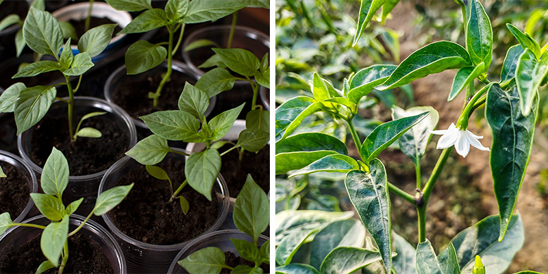 Comment poussent les piments : de la plantule &agrave; la floraison