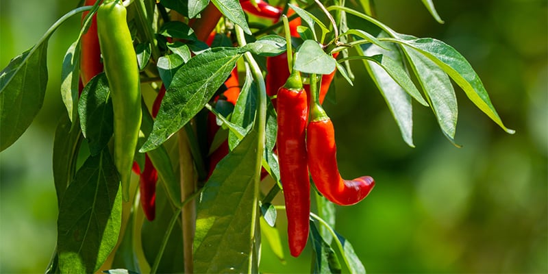 Comment obtenir des piments plus forts et en meilleure sant&eacute;