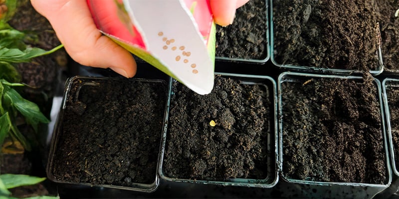 Semer des graines de piment : bien d&eacute;marrer