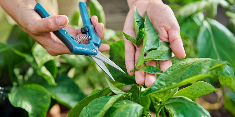 Taille et palissage des plants de piment en phase v&eacute;g&eacute;tative