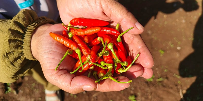 Quand et comment r&eacute;colter les piments