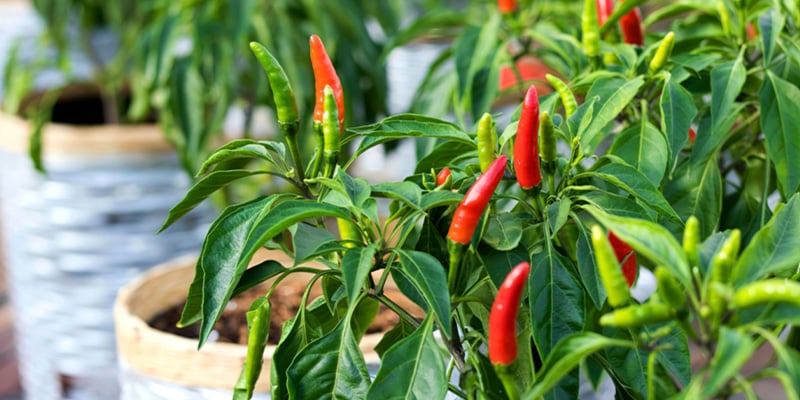 Pourquoi cultiver ses piments en ext&eacute;rieur ?