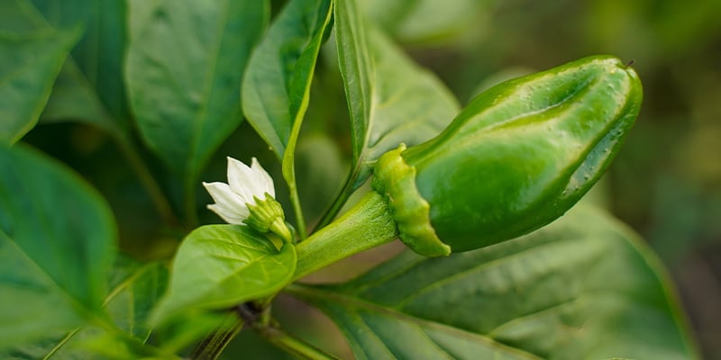 De la fleur aux premiers piments