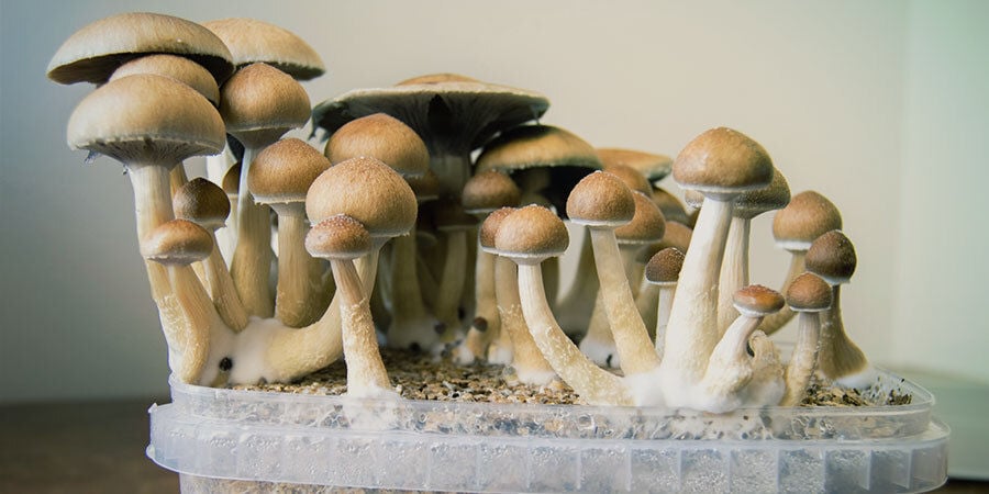 Que Sont Les Champignons Magiques (Psilocybine) ?