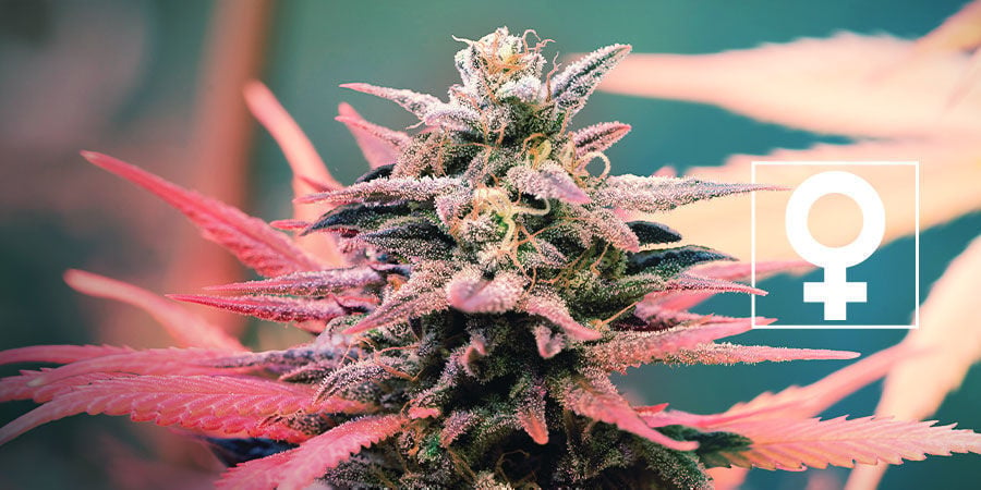 Nouvelles Variétés Féminisées De Cannabis - Royal Queen Seeds