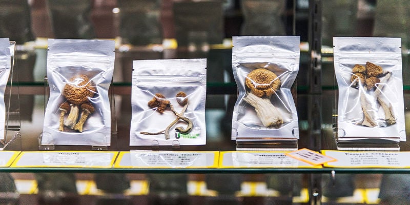 Coût et disponibilité des champignons psilocybines frais et secs
