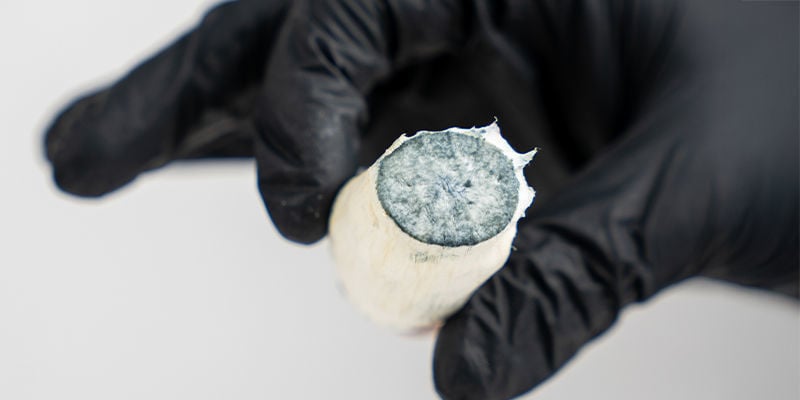 Champignons frais ou secs : Lesquels vous conviennent le mieux ?
