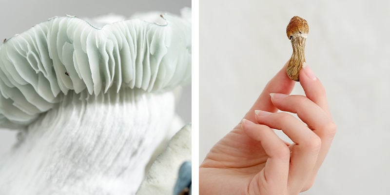 En quoi le goût et la texture des champignons frais et secs sont-ils différents ?
