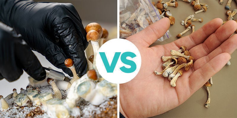 Les bases : Champignons magiques frais ou secs