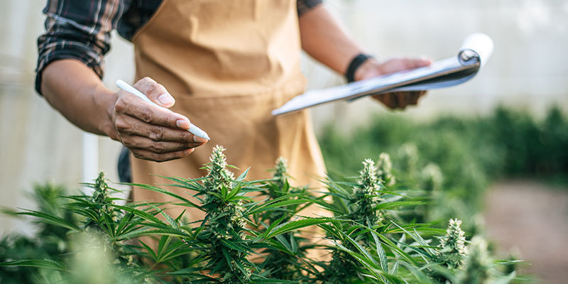 7 Emplois Dans Le Secteur Du Cannabis
