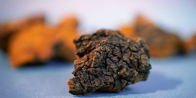 À Quoi Ressemble Le Chaga ?