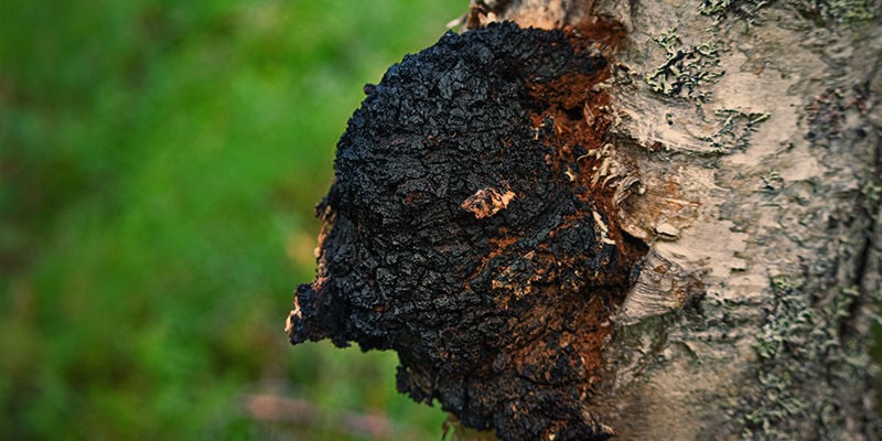 Qu’est-Ce Que Le Champignon Chaga ?