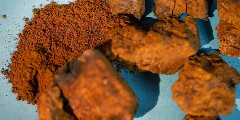 Champignon Chaga Entier – Frais Ou Séché