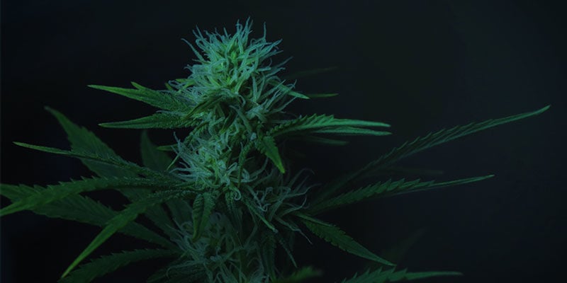 Comment Utiliser La Privation De Lumière Pour Contrôler La Floraison Du Cannabis: En Intérieur