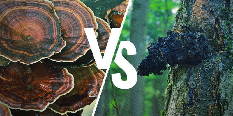 Comment Reishi Compare aux Autres Champignons Adaptogènes