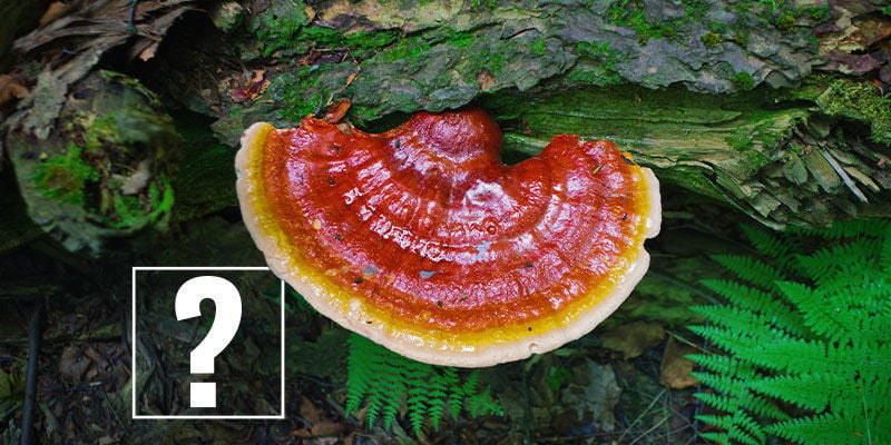 Champignons Reishi : Méritent-Ils Toute Cette Agitation ?