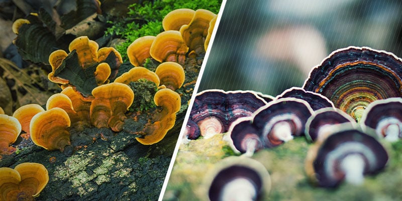 À Quoi Ressemble Champignon Reishi