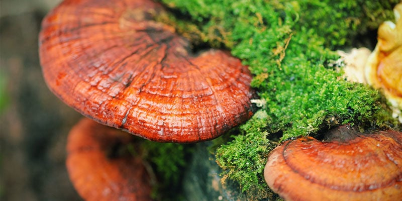 Qu'Est-Ce Que Champignon Reishi (Ganoderma lucidum)