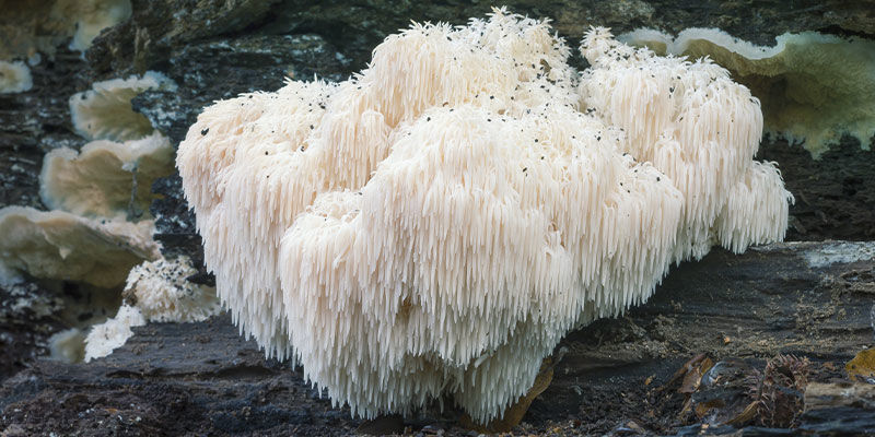 Champignons crinière de lion « Mycélium – Les 400 Pieds de Champignon