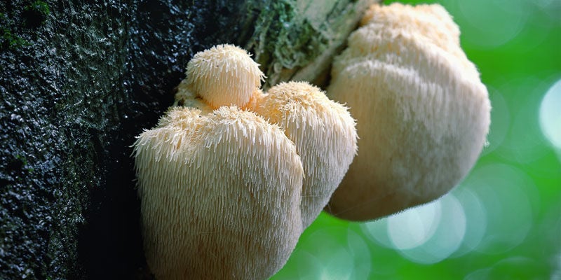 Crinière De Lion (Hericium Erinaceus)