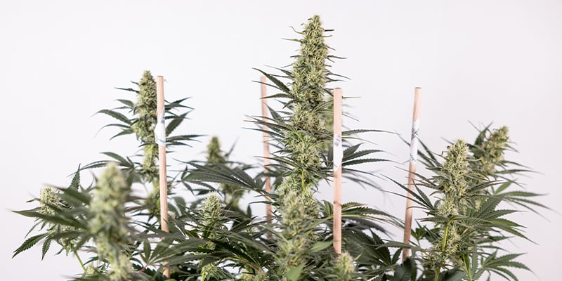 Les graines régulières, un choix classique pour les cultivateurs exigeants Les graines régulières, un choix classique pour les cultivateurs exigeants