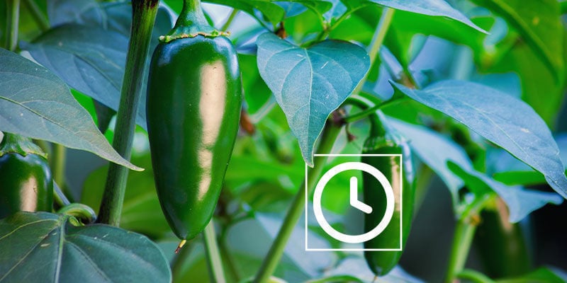 Combien De Temps Un Plant De Jalapeño Met Pour Pousser ?