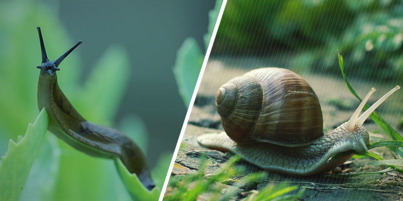 Les Limaces Et Les Escargots Sont-ils Semblables ?