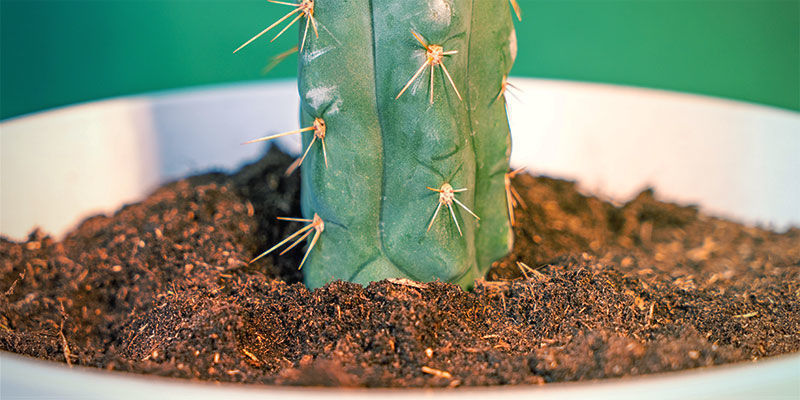 Comment Cultiver Echinopsis Zamnesiana