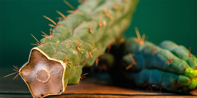 Comment Identifier Echinopsis Zamnesiana