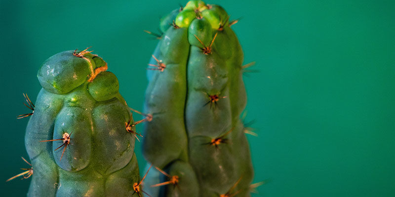 C'Est Quoi Echinopsis Zamnesiana ?