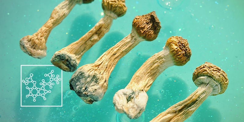 Les Ingrédients Actifs Des Champignons Magiques