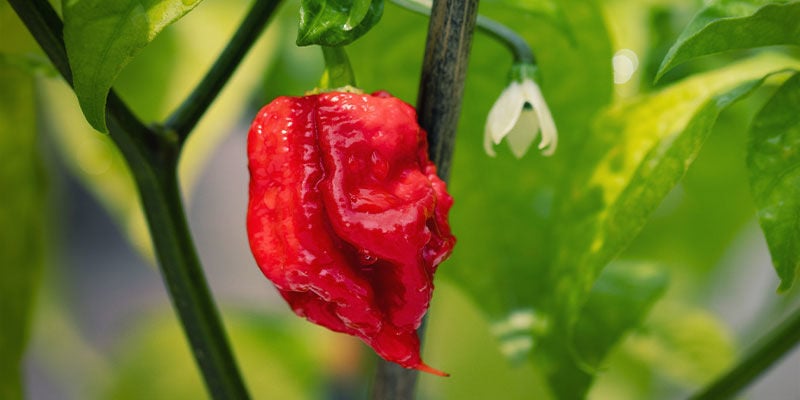 Piments Plus Forts: Carolina Reaper