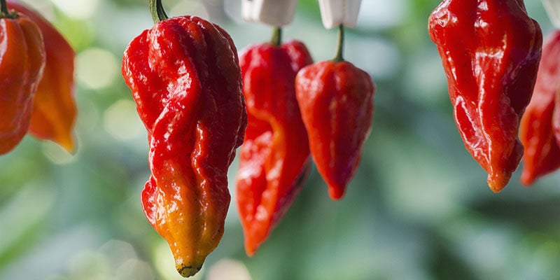 Piments Plus Forts: 7 Pot Barrackpore