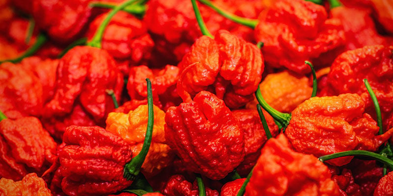 Le Pepper X devient officiellement le piment le plus fort du monde