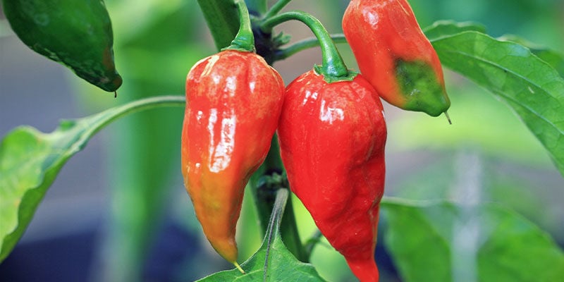 Piments Plus Forts: Ghost Pepper (Bhut Jolokia)