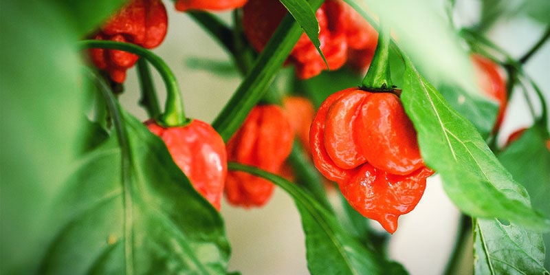 Piments Plus Forts: Trinidad Moruga Scorpion