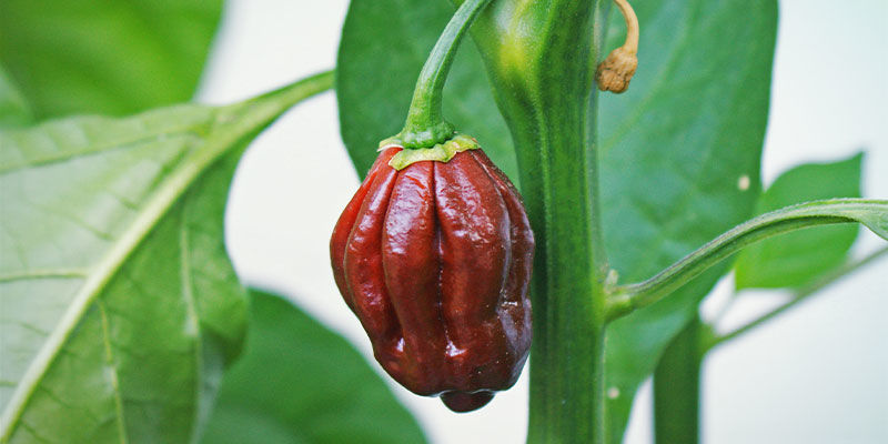 Piments Plus Forts: Chocolate Bhutlah