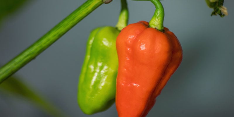 Piments Plus Forts: 7 Pot Douglah