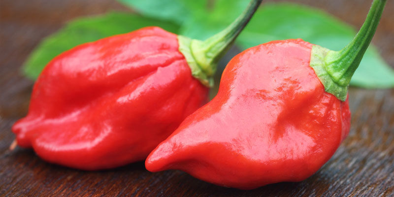 Piments Plus Forts: Dorset Naga