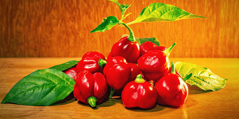 Les piments le plus forts du monde - ItalianChilli