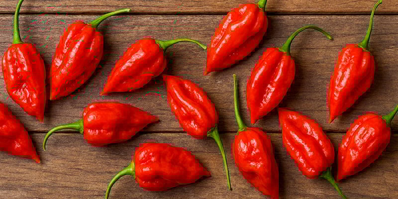 Komodo Dragon : 2,20 M SHU