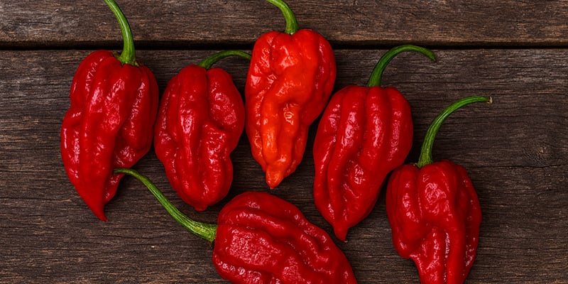 Dorset Naga : 1,59 M SHU