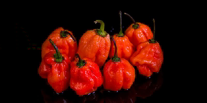 Naga Viper : 1,38 M SHU