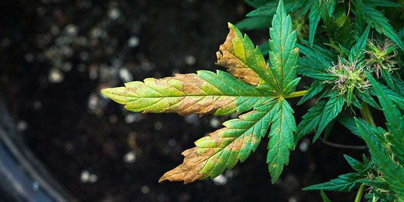Le Guano Peut-Il Brûler Vos Plants De Cannabis ?